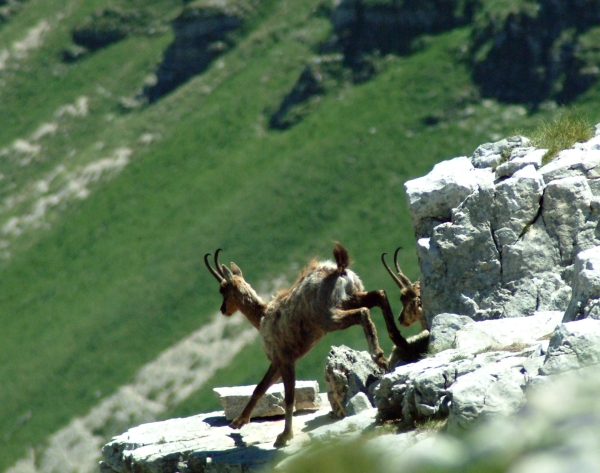 Camoscio d''Abruzzo Rupicapra pyrenaica ornata